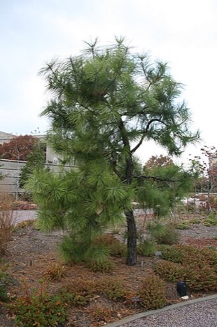 Pond Pine (Pinus serotina)
