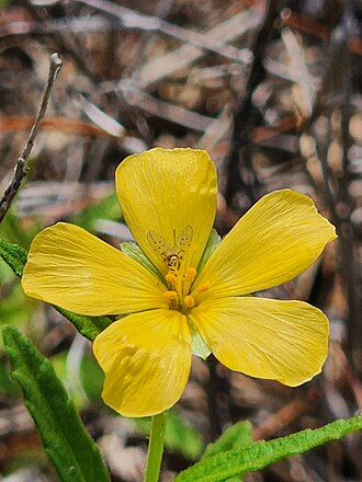 Pitted Stripeseed (Piriqueta cistoides)