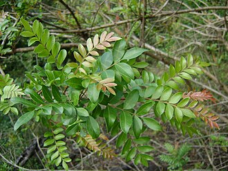 Mexican Pistache (Pistacia mexicana)