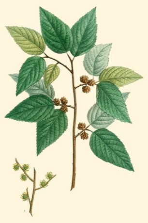 Water Elm (Planera aquatica)