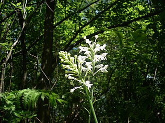 White Fringed Orchid (Platanthera blephariglottis)
