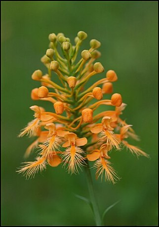 Yellow Fringed Orchid (Platanthera ciliaris)