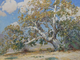 California Sycamore (Platanus racemosa)