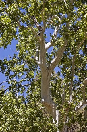 Arizona Sycamore (Platanus wrightii)