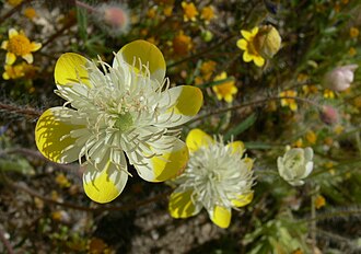 Cream Cups (Platystemon californicus)