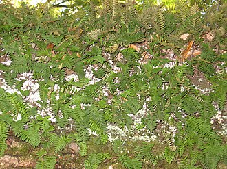 Resurrection Fern (Pleopeltis polypodioides)