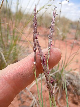 Galleta (Pleuraphis jamesii)