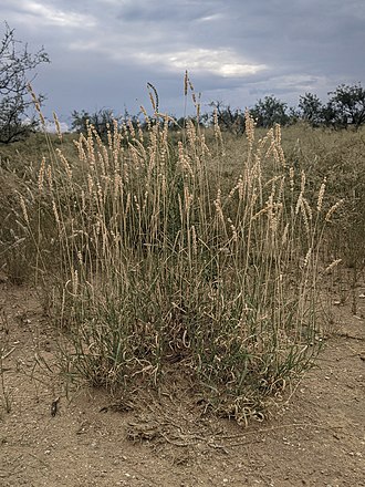 Tobosa Grass (Pleuraphis mutica)
