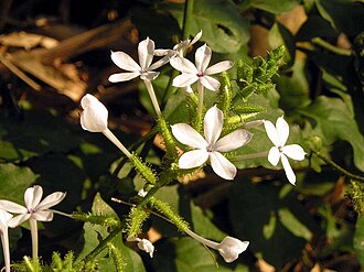 Doctorbush (Plumbago scandens)