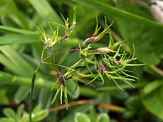 Alpine Bluegrass (Poa alpina)