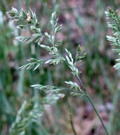Texas Bluegrass (Poa arachnifera)