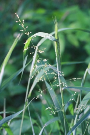 Woodland Bluegrass (Poa sylvestris)