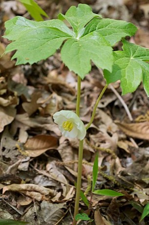 Mayapple (Podophyllum peltatum)