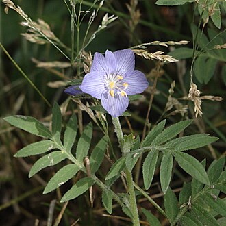 Leafy Jacob's Ladder (Polemonium foliosissimum)