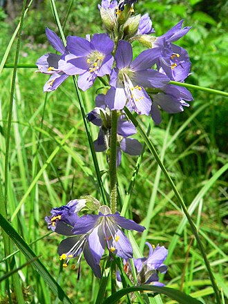 Western Jacob's Ladder (Polemonium occidentale)
