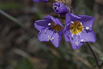 Showy Jacob's Ladder (Polemonium pulcherrimum)