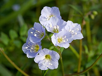 Jacob's Ladder (Polemonium reptans)
