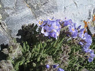 Sky Pilot (Polemonium viscosum)