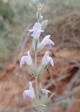 Hoary Rosemarymint (Poliomintha incana)