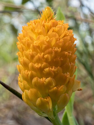 Orange Milkwort (Polygala lutea)