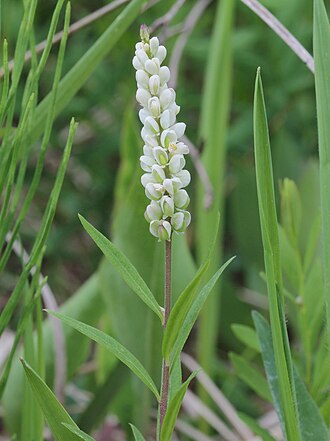 Seneca Snakeroot (Polygala senega)