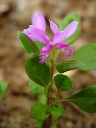 Gaywings (Polygaloides paucifolia)