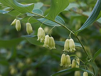 Smooth Solomon's Seal (Polygonatum biflorum)