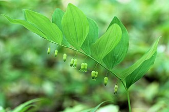 Hairy Solomon's Seal (Polygonatum pubescens)