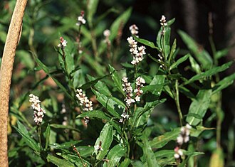 Swamp Smartweed (Polygonum hydropiperoides)