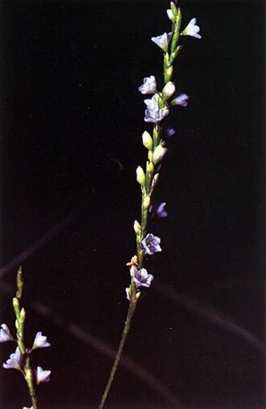Dotted Smartweed (Polygonum punctatum)