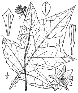 White-flower Leafcup (Polymnia canadensis)