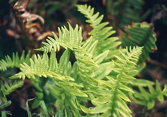 California Polypody (Polypodium californicum)