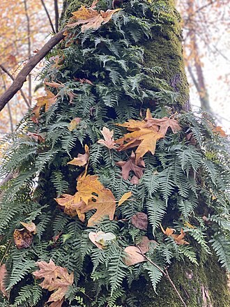 Licorice Fern (Polypodium glycyrrhiza)