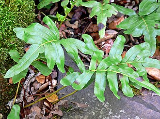 Leathery Polypody (Polypodium scouleri)