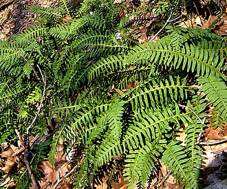 Rock Polypody (Polypodium virginianum)