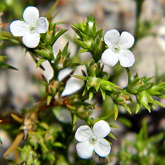 Juniper Leaf (Polypremum procumbens)