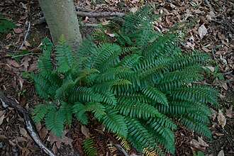 Christmas Fern (Polystichum acrostichoides)