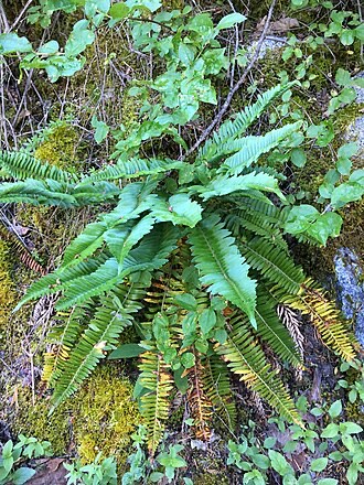 Narrowleaf Sword Fern (Polystichum imbricans)