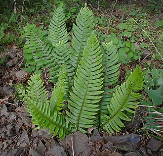 Western Sword Fern (Polystichum munitum)