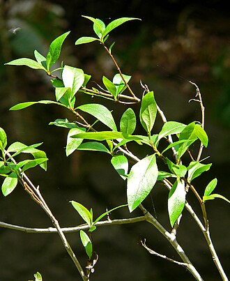 Narrowleaf Cottonwood (Populus angustifolia)