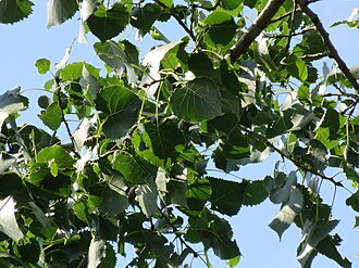 Eastern Cottonwood (Populus deltoides)