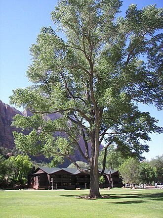 Fremont Cottonwood (Populus fremontii)