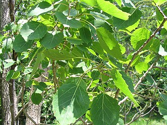Bigtooth Aspen (Populus grandidentata)