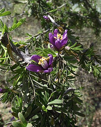 Guayacan (Porlieria angustifolia)