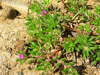 Kiss-me-quick (Portulaca pilosa)
