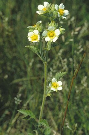 Tall Cinquefoil (Potentilla arguta)