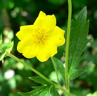 Slender Cinquefoil (Potentilla gracilis)