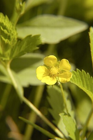 Common Cinquefoil (Potentilla simplex)