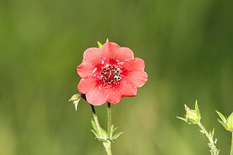 Scarlet Cinquefoil (Potentilla thurberi)