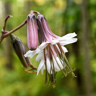 White Rattlesnake Root (Prenanthes alba)